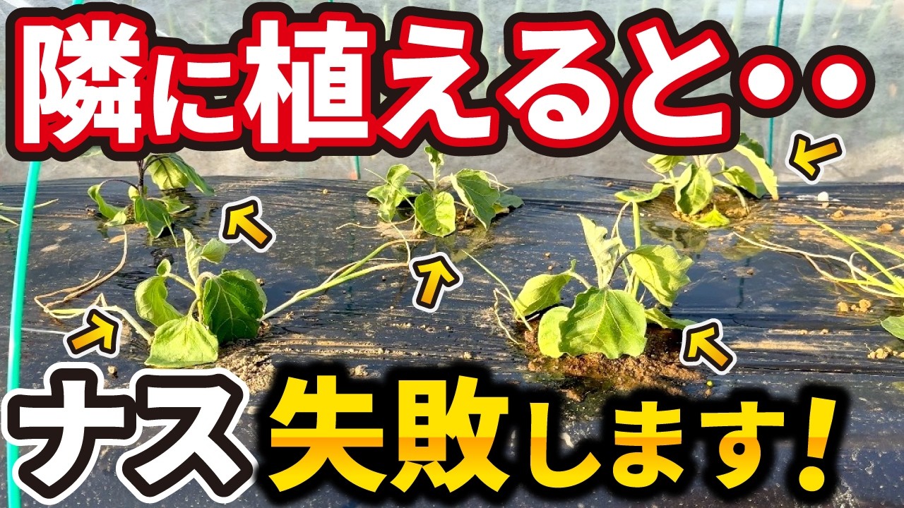 ナスのコンパニオンプランツ動画サムネイル