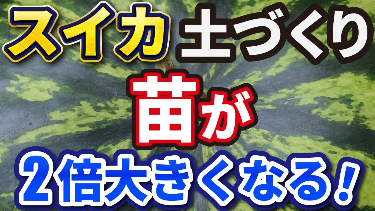 スイカ栽培の動画サムネイル